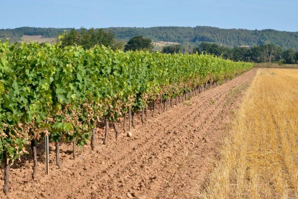 Meilleur cave à visiter Gaillac
