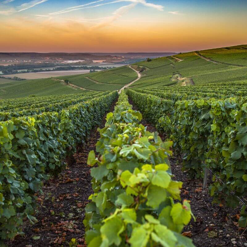 Vignes vallonnées au coucher du soleil