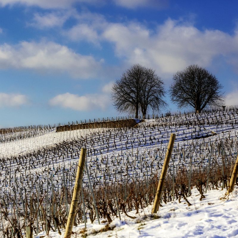 Promenade dans des vignes taillées du Gaillacois pendant l’hiver
