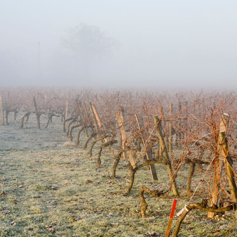 Vignes vallonnées du Tarn sous une légère brume hivernale